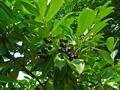  Common laurel, English laurel، جَلی (لاهیجان)، چَرمِ لیوه، چَرمِ لیفه (تالش و گیلان)، چَرمِ گیله (آ